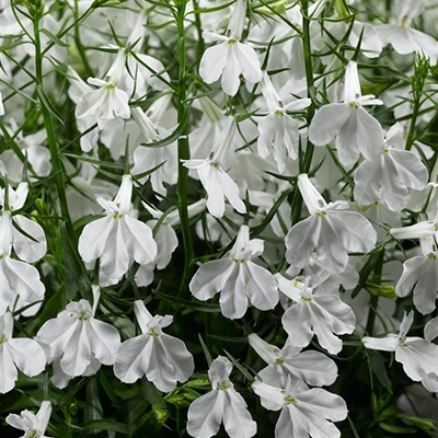 lobelia_lobelia-erinus-techno-up-white
