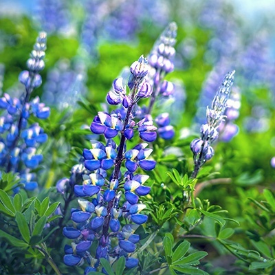 lupine-lupinus-polyphyllus-gallery-blues