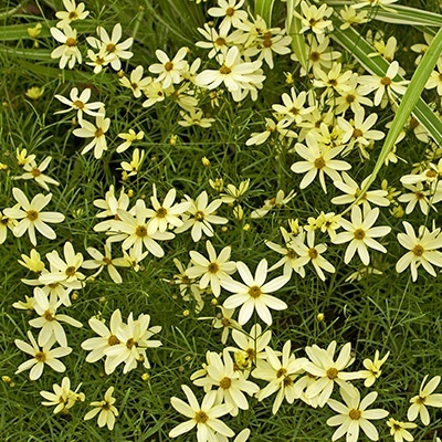 meisjesogen-coreopsis-verticillata-buttermilks