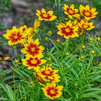meisjesogen-coreopsis-verticillata-corleone-corleone-red--yellows