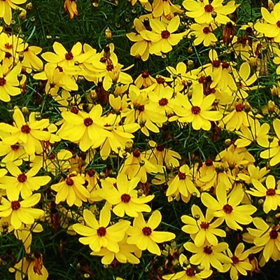 meisjesogen_coreopsis-verticillata-imperial-sun