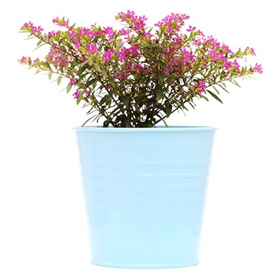 mexicaanse-heide-cuphea-hyssopifolia-myrto-purples