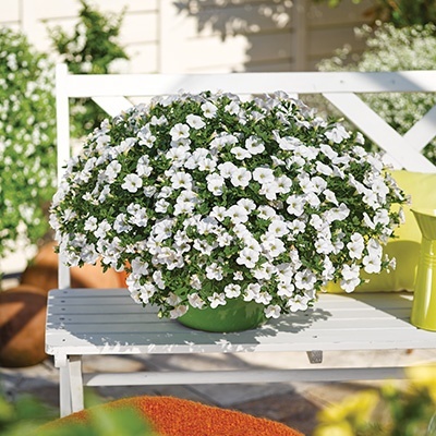 mini-hangpetunia_calibrachoa-parviflora-cabaret-white