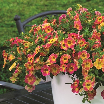 mini-hangpetunia_calibrachoa-parviflora-chameleon-sunshine-berry