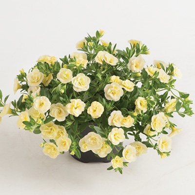mini-hangpetunia_dubbel_calibrachoa-parviflora-can-can-rosies-light-yellow