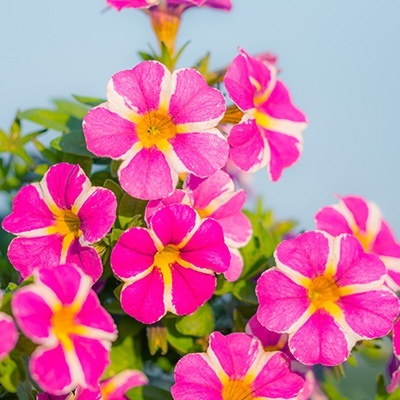 mini-petunia-calibrachoa-cultivars-calita-compact-pink-stars