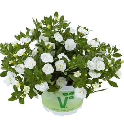 mini-petunia_calibrachoa-cultivars-calita-double-snow
