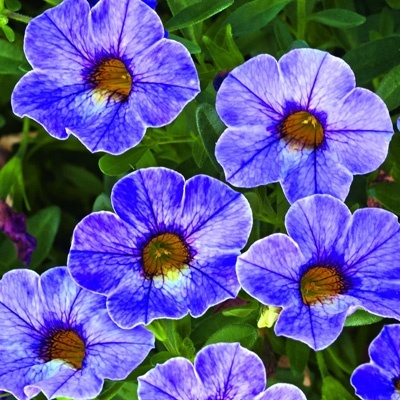 mini-petunia_calibrachoa-cultivars-calita-special-sky-blue