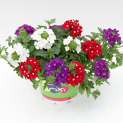 mix-3-in-1-trixi_belle-epoque
