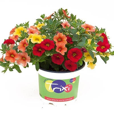 mix-3-in-1-trixi_early_sunset