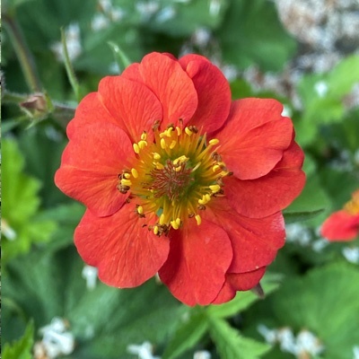 nagelkruid-geum-cocktails-sangria