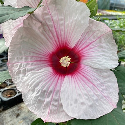 newbiscus-hibiscus-summerfic-dark-mystery