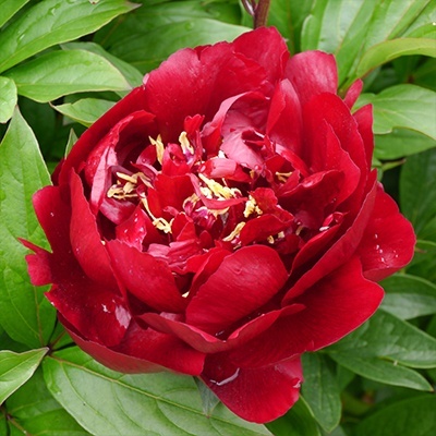 paeonia-lactiflora-buckeye-bell