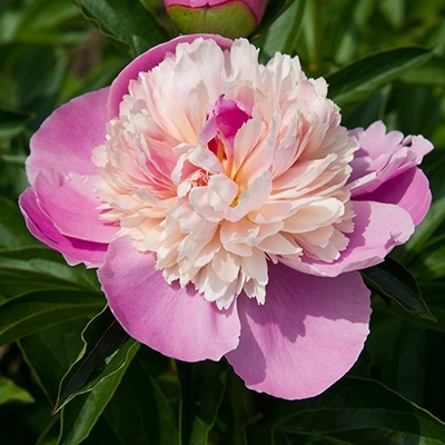 paeonia-lactiflora-sorbet
