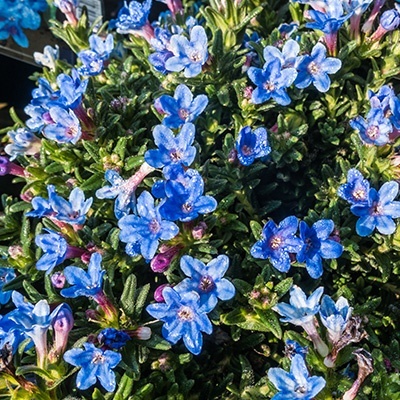 parelzaad-lithodora-diffusa-blue-bird