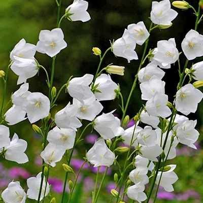 perzikbladklokje-campanula-persicifolia-takion-f1-whites