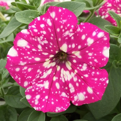 petunia-petunia-baby-doll