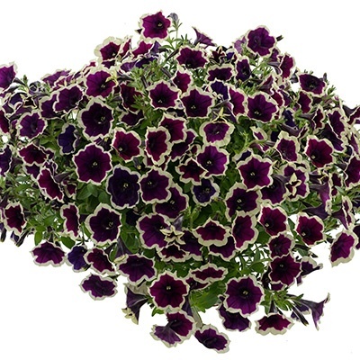 petunia-petunia-hybrida-aurora-rim-magenta