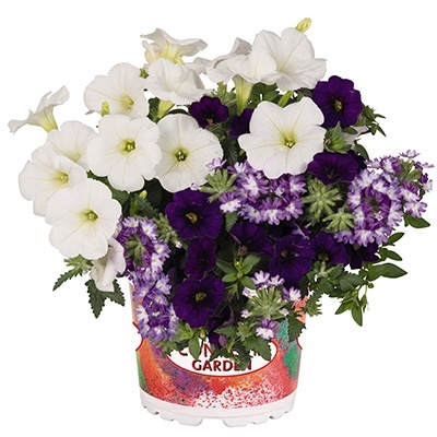 petunia-verbena-calibrachoa-mix-confetti-garden-mix-beyond-the-sea-2021