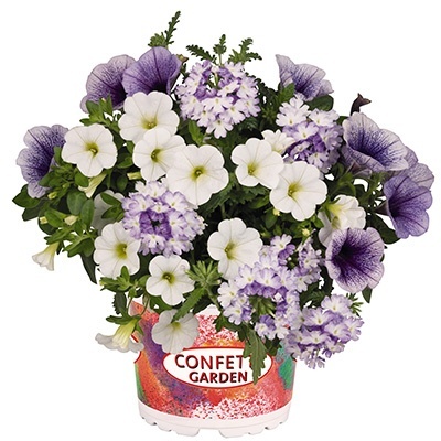 petunia-verbena-calibrachoa-mix-confetti-garden-tone-on-tone-shocking-blue