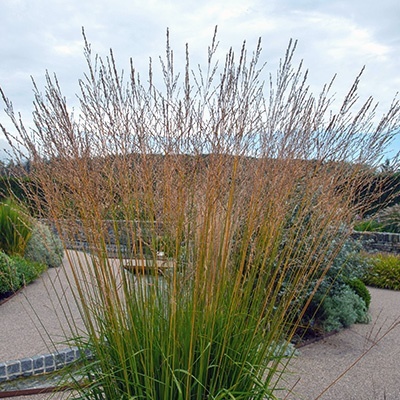 pijpenstrootje-molinia-caerulea-edith-dudszus