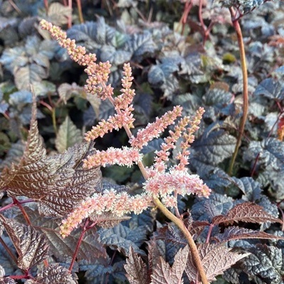 pluimspirea-astilbe-chocolate-shogun