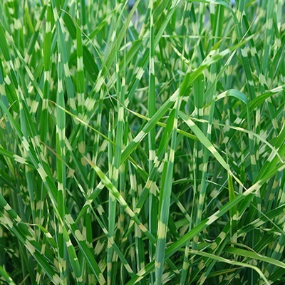prachtriet-miscanthus-sinensis-strictus-dwarf