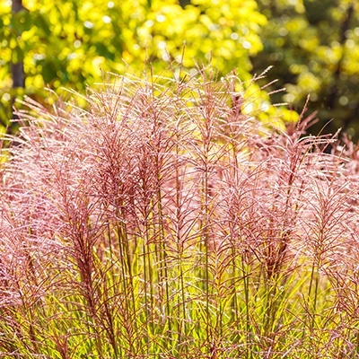 prachtriet_miscanthus-sinensis-david
