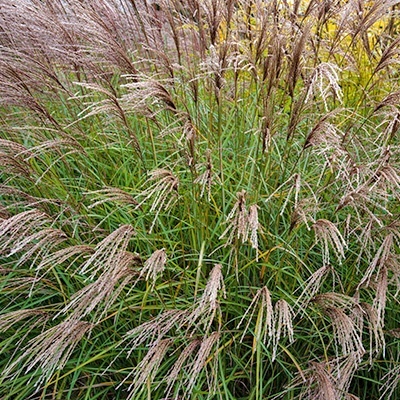 prachtriet_miscanthus-sinensis-yakushima-dwarf