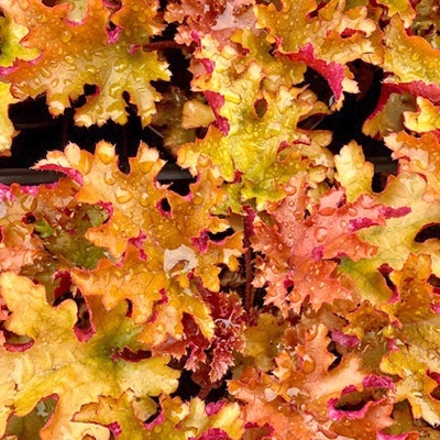 purperklokje-heuchera-x-hybrida-zipper