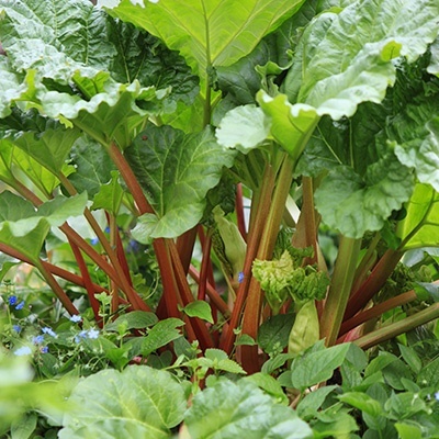 rabarber-rheum-rhabarbarum