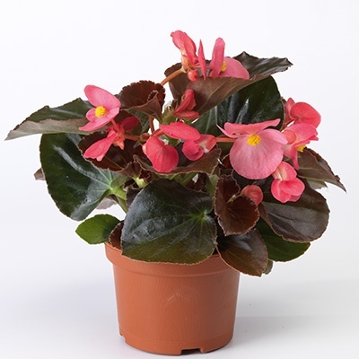 reuzebegonia-begonia-big-f1-bronze-leaf-rose