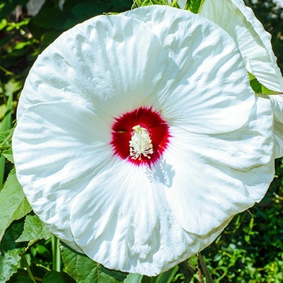 reuzenhibiscus-hibiscus-moscheutos-blanc-coeur-rouge