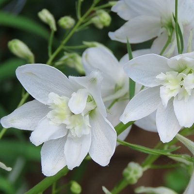 ridderspoor-delphinium-belladonna-andes-white