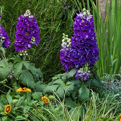 ridderspoor-delphinium-elatum-delphina-dark-blue-black-bee
