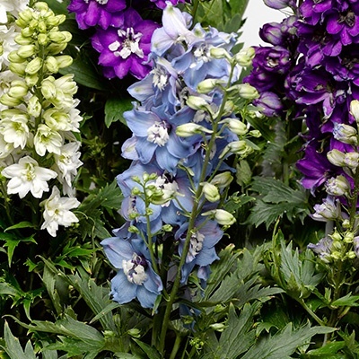 ridderspoor-delphinium-elatum-delphina-light-blue-white-bee