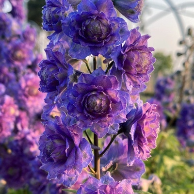 ridderspoor-delphinium-elatum-highlander-sweet-sensation