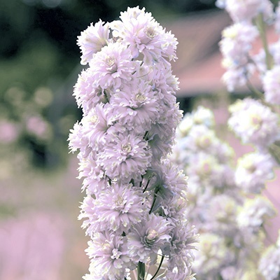 ridderspoor-delphinium-highlander-cha-cha