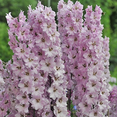 riddersporen-delphinium-eletum-amara-barbara-euapaf
