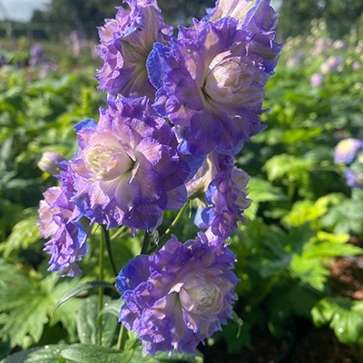 riddersporen_delphinium-highlander-bolero-eu51782pp27704