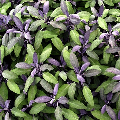 roodbladige-salie-salvia-officinalis-purpurascens
