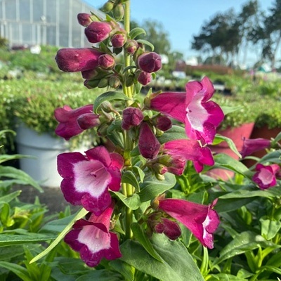 salangekop-penstemon-hartwegii-polaris-purple