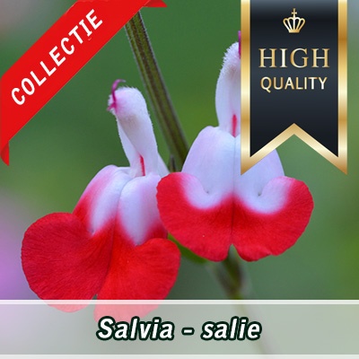 salvia