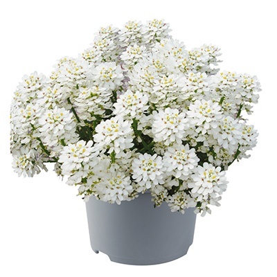 scheefkelk-iberis-sempervirens-appen-etzflorensis