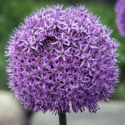 sierui_allium-hybride-gladiator
