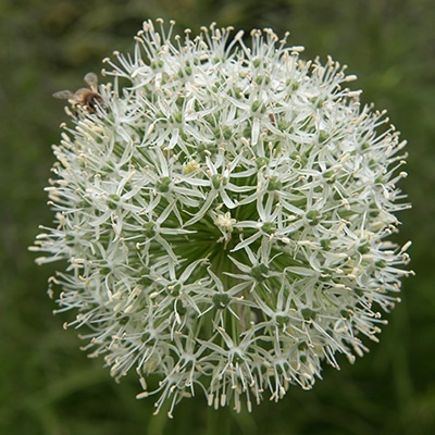 sierui_allium-hybride-mount-everest