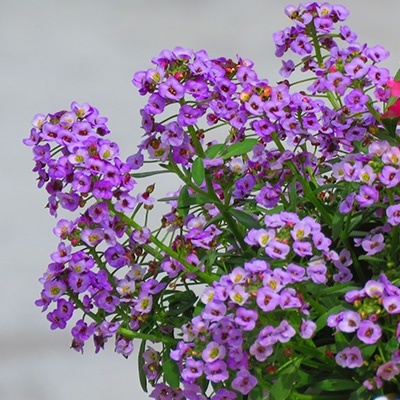 sneeuwkleed-lobularia-maritima-lucia-purples