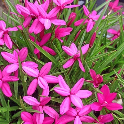 sterretjesgras-rhodohypoxis-milloides-paula