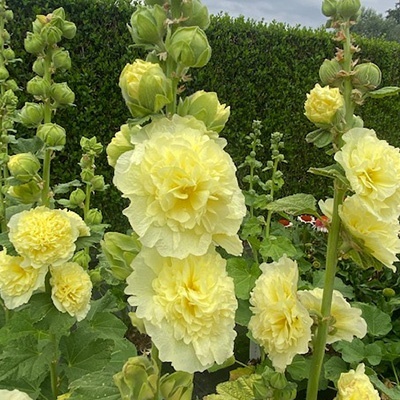 stokroos-alcea-rosea-chater-s-double-yellow