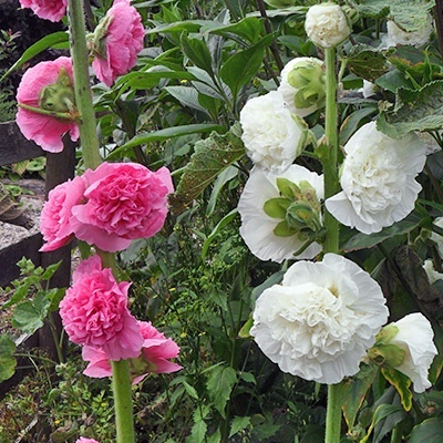stokroos-alcea-rosea-chaters-mixs
